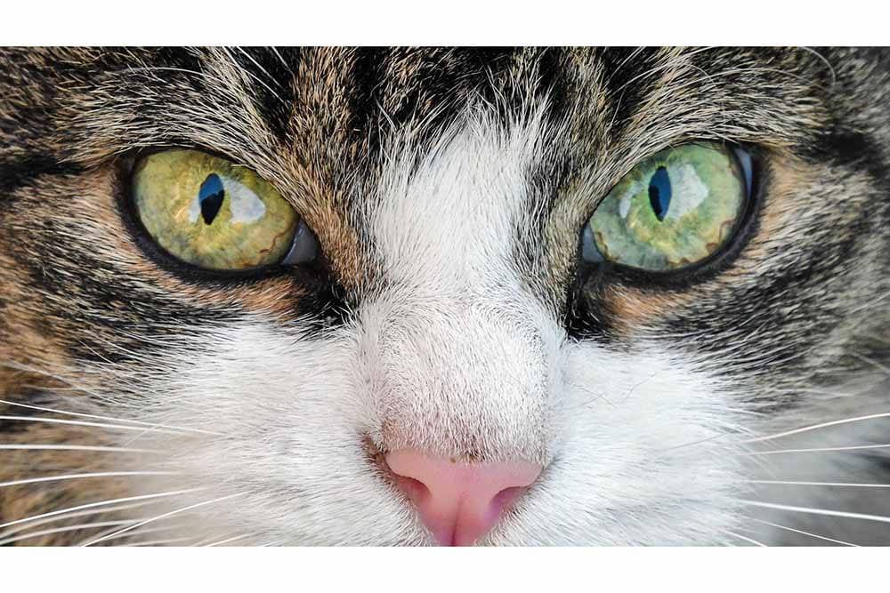 A purr-plexing choice: Reader must choose between cat and boyfriend ...